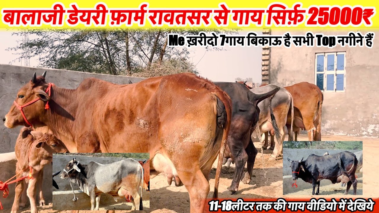 बालाजी डेयरी फ़ार्म रामपुरा रावतसर से साहीवाल गाय सिर्फ़ 25000₹ में ख़रीदो~11-18लीटर तक की Cow देखों