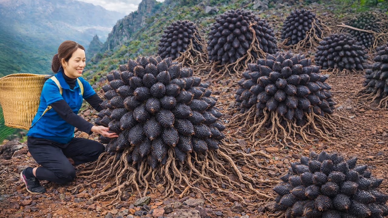 Harvest Wild Thai Forest Fruit go to market sell – Ancient Secret to Making Sweet Traditional Wine