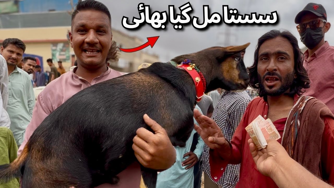 Cheapest Bakra Mandi in Karachi | Full Bargaining Scene + Soda Treat! 😱
