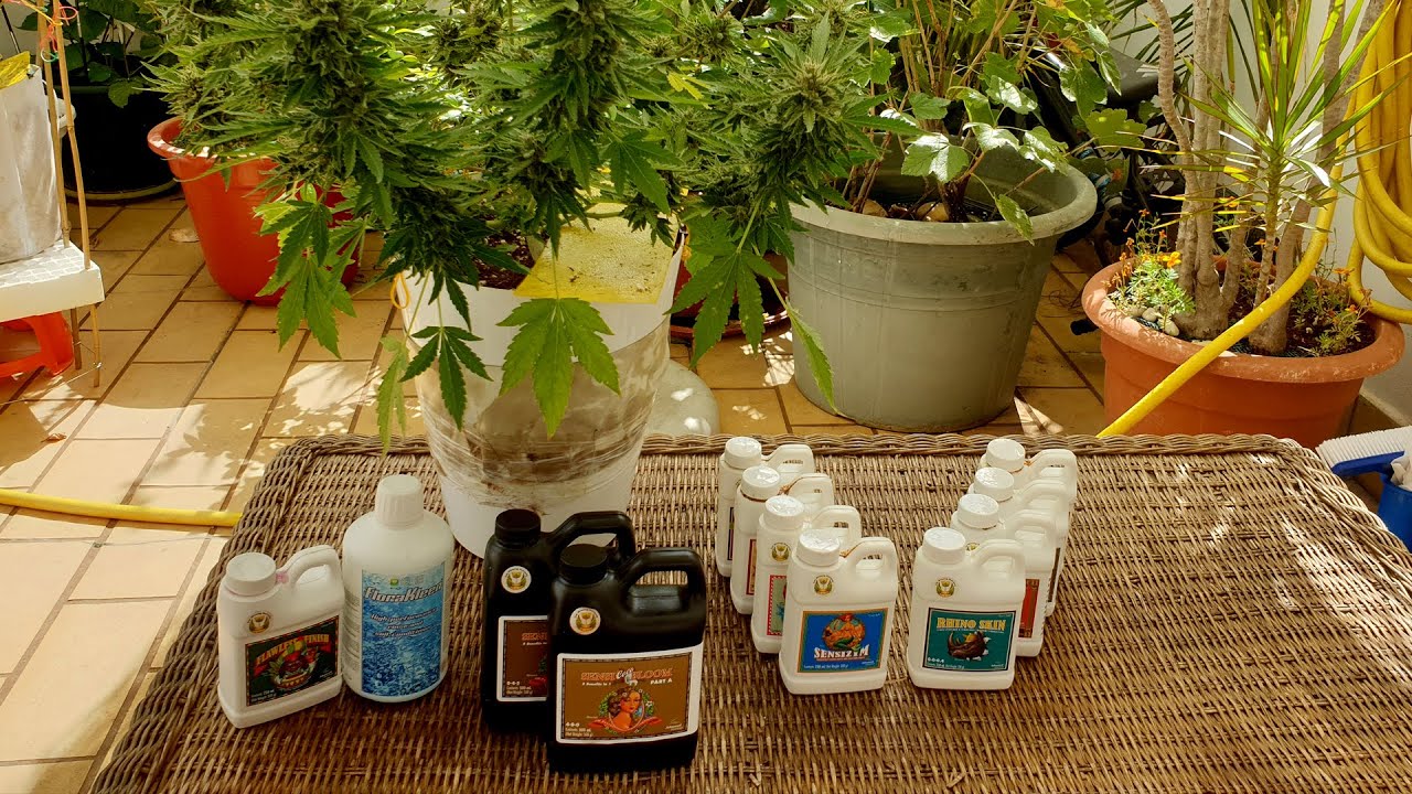 Выводы по удобрениям Advanced Nutrients для цветения и калий-фосфорная диета