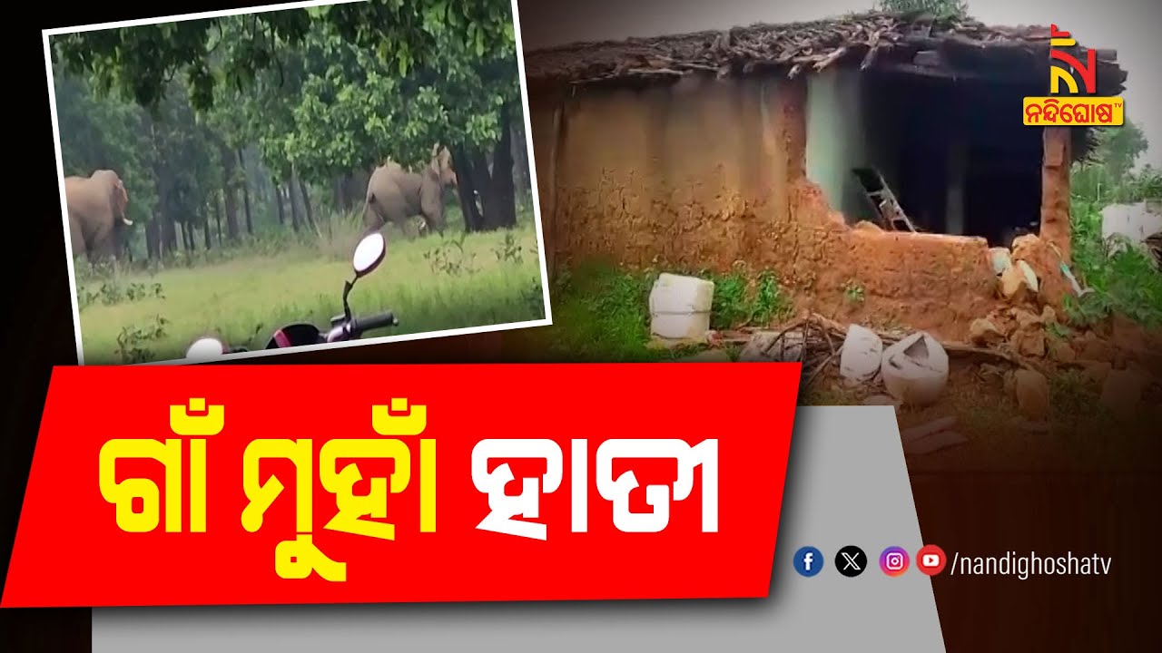 Elephants Wreak Havoc In Sundargarh, Break House Of A Villager | NandighoshaTV