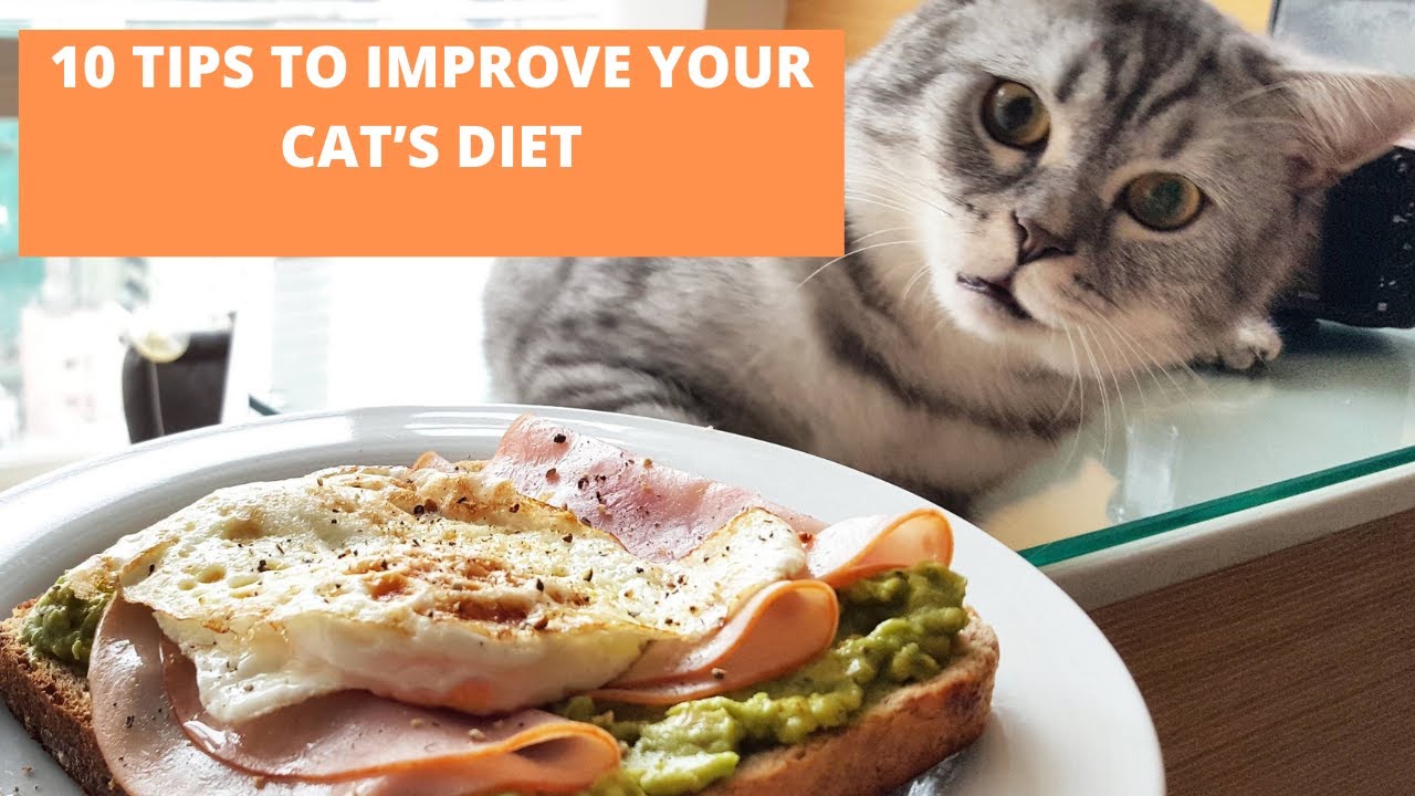 How to make a cat LIVE Longer 🐈 10 TIPS TO IMPROVE YOUR CAT&rsquo;S DIET