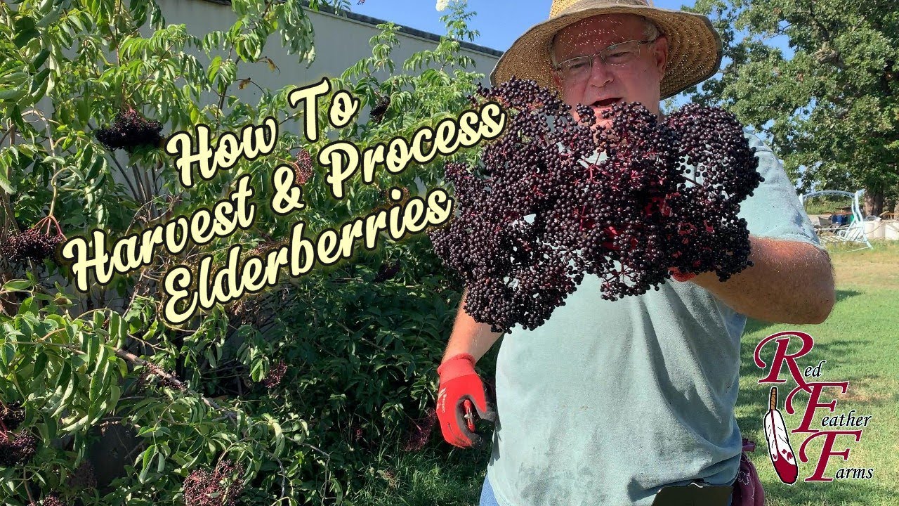 How to Harvest and Process Elderberries