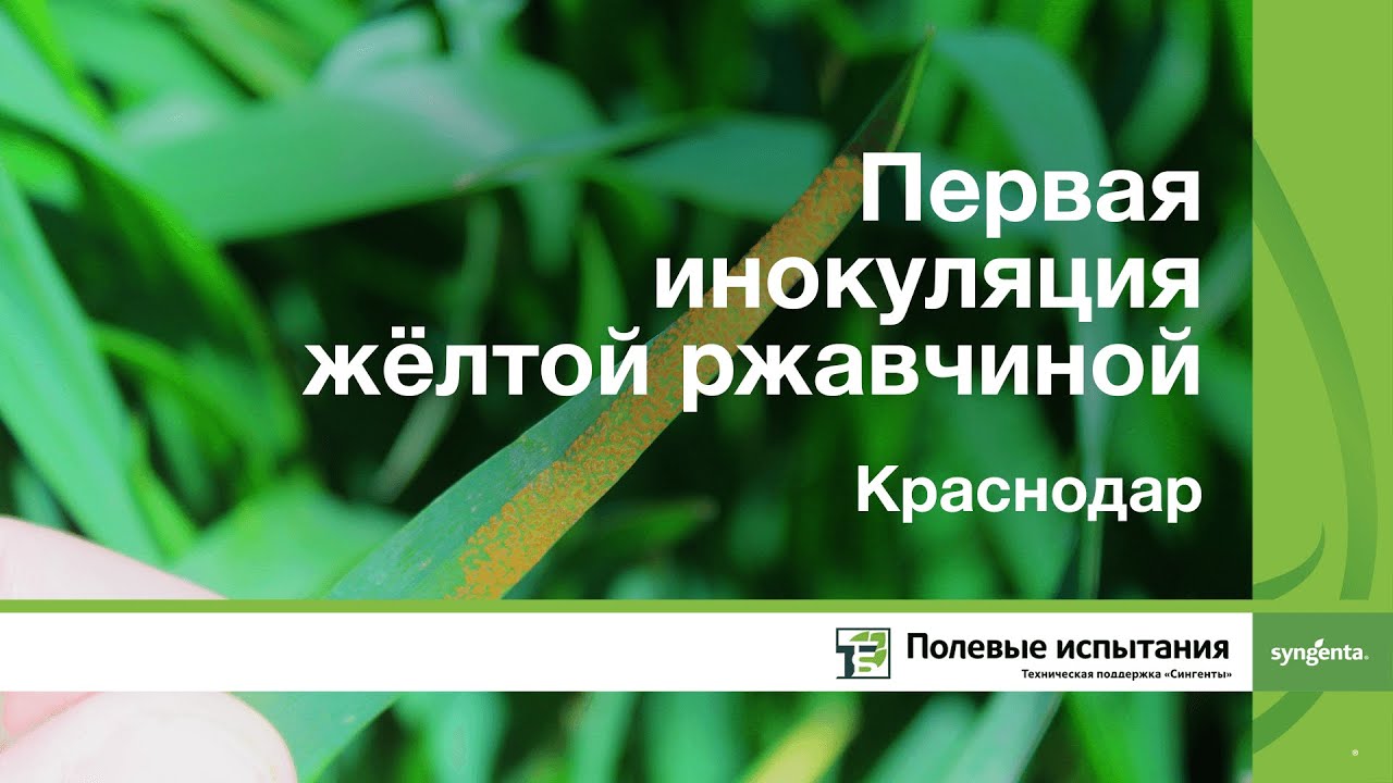 Первая инокуляция желтой ржавчиной, Краснодар