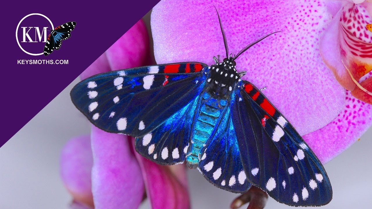 RAISING MOTHS IN CAPTIVITY - HOW TO GET THEM TO MATE AND LAY EGGS - The Faithful Beauty Moth