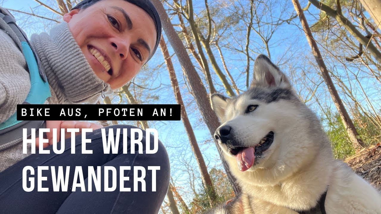 Special Guest @vaniathemalamute 🐺 Heute wird gewandert und trainiert für Waffeln bei der Affemia 😜