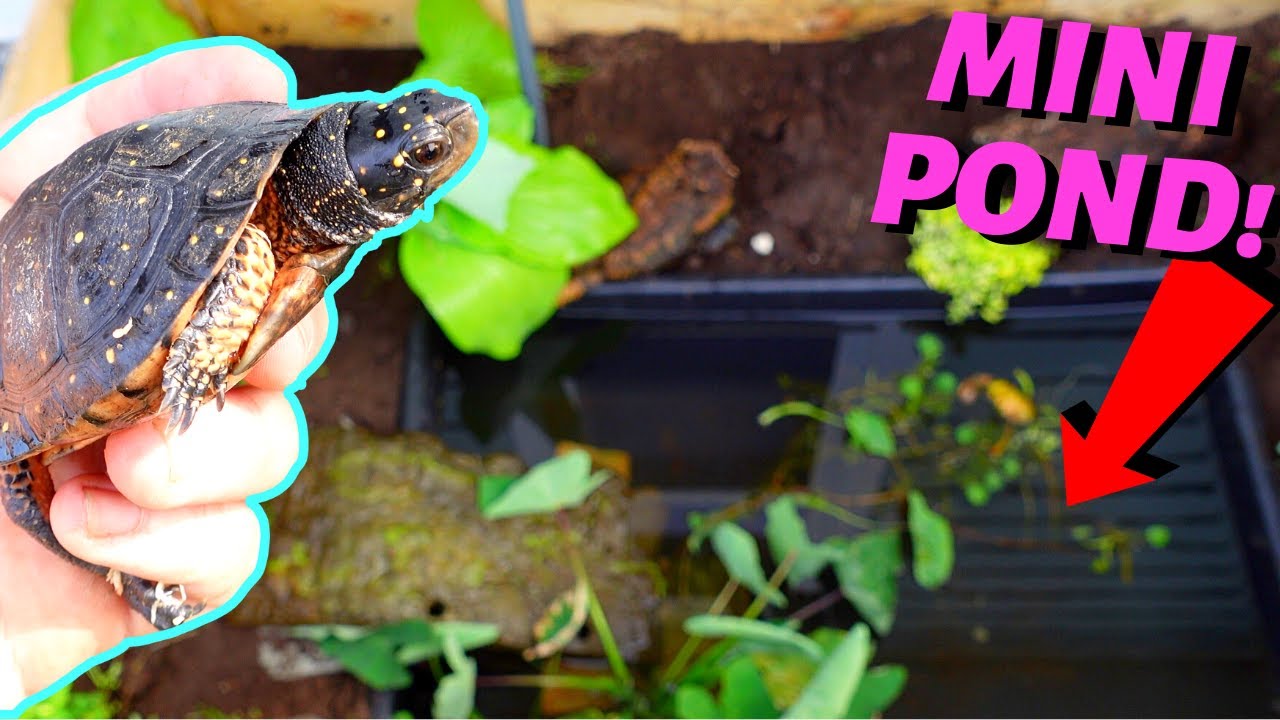 OUTDOOR Setup For BOX and SPOTTED TURTLE!