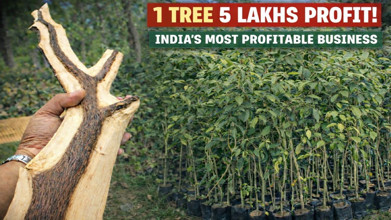 Premium Quality Agarwood Plants | Wholesale Price At Wholesale Nursery #agarwoodfarming#agarwood