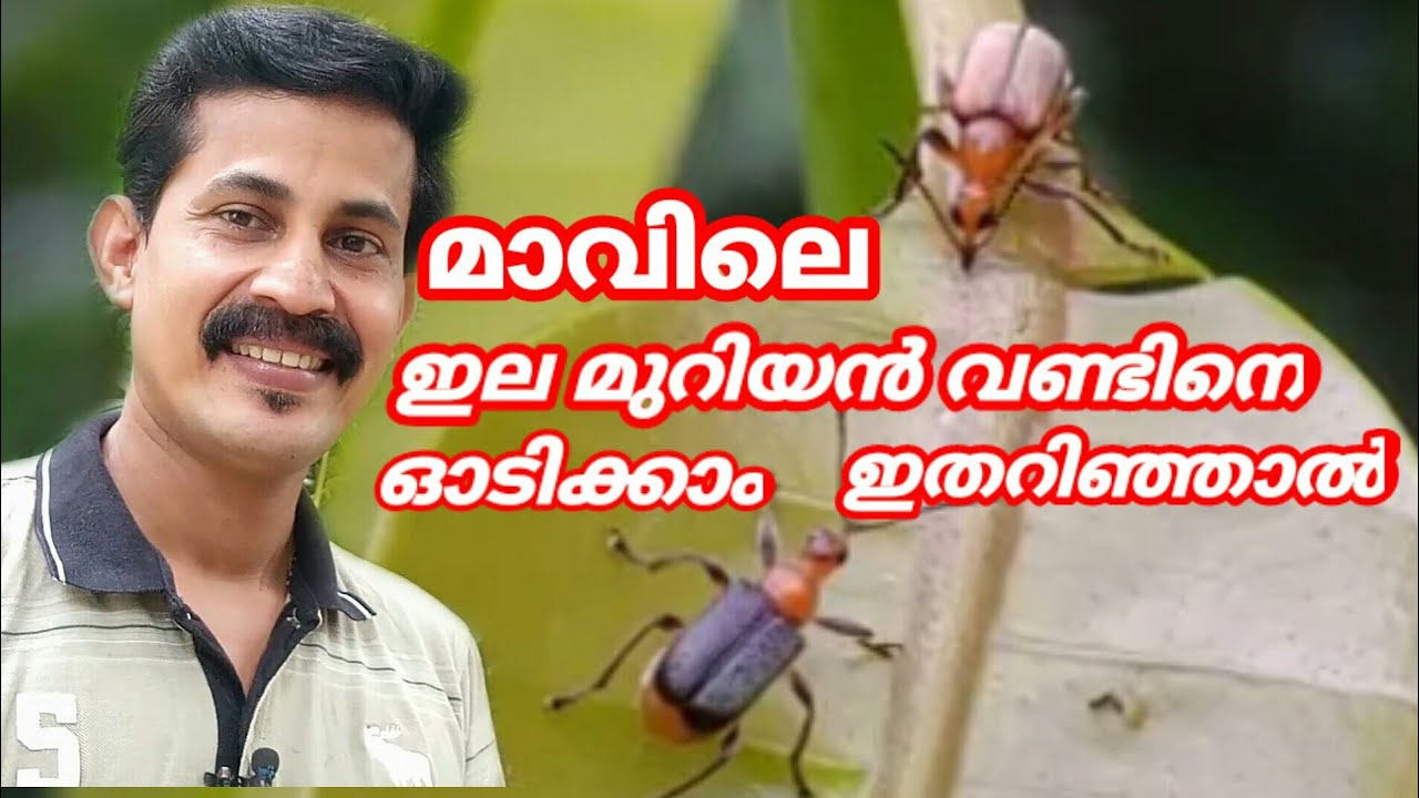 Mango tree diseases and treatment / B tech mix media