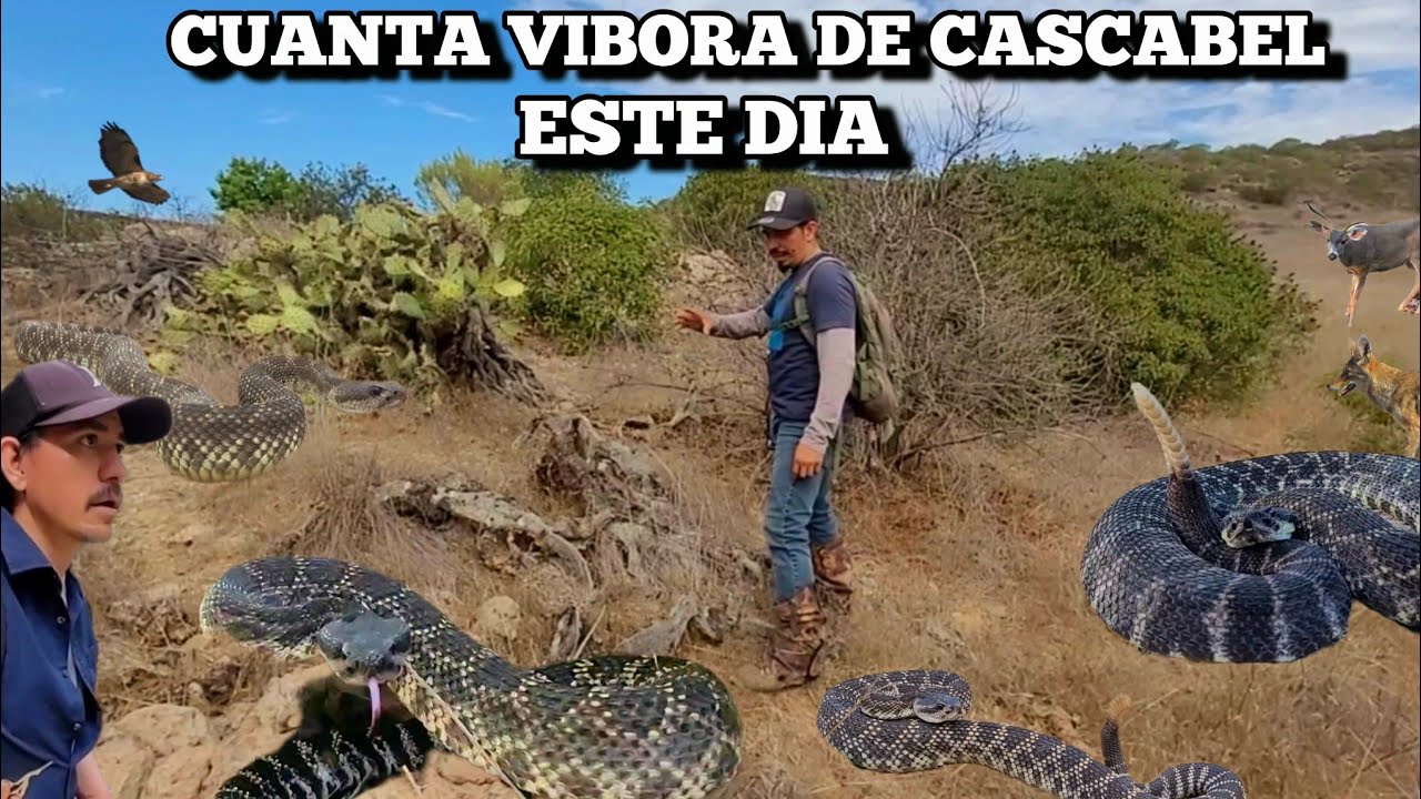 Cuanta Víboras Cascabel En Un Solo Día 