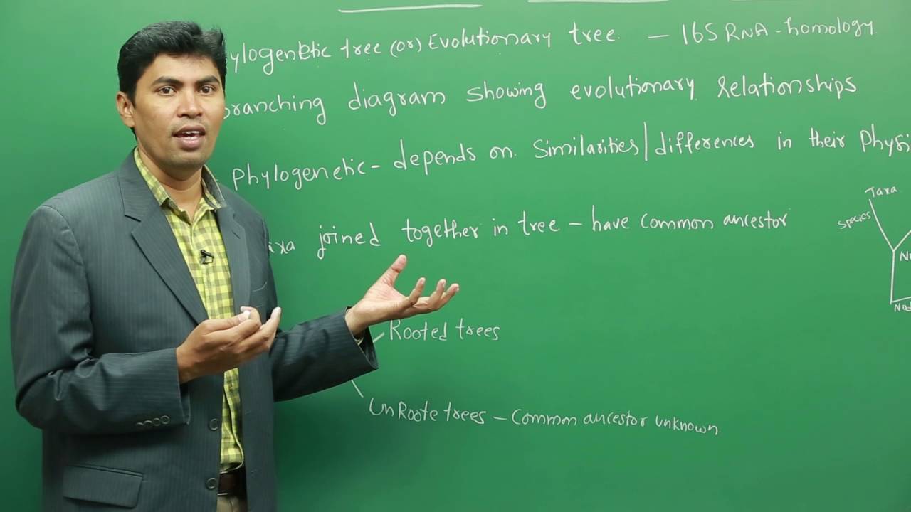 Relationship Between Microbial Divisions