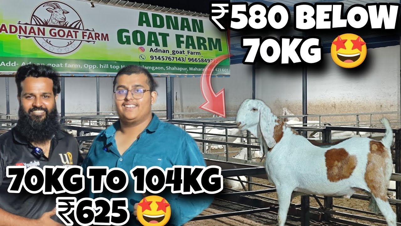 SUPER QUALITY KHASSI BAKRO KA SAILAAB AT ADNAN GOAT FARM 🐐EK BAAR AAOGAY TO BAKRA ZAROOR LEKE JAOGAY