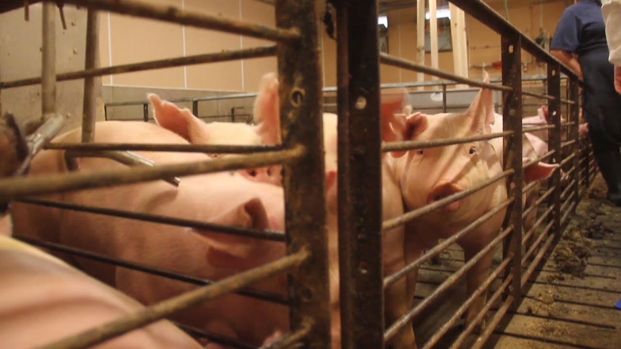 Researchers killing PRRS virus with UV light to protect pigs