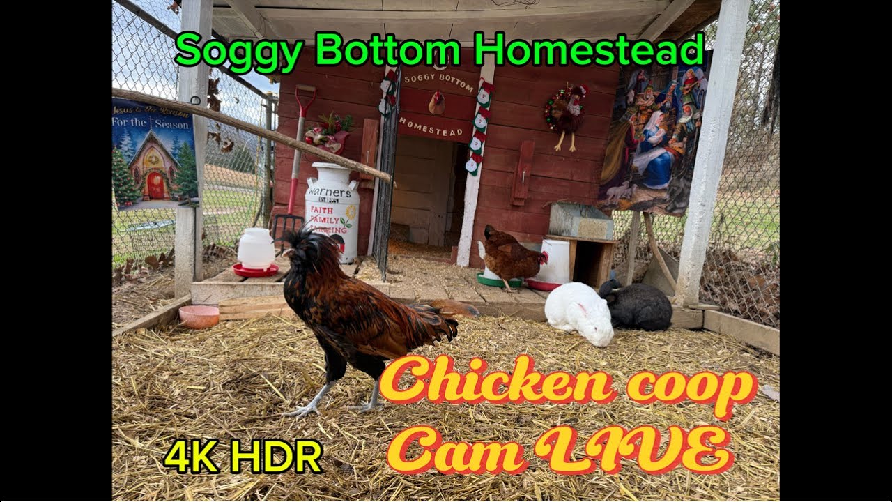 Chicken coop cam live.Feb.09