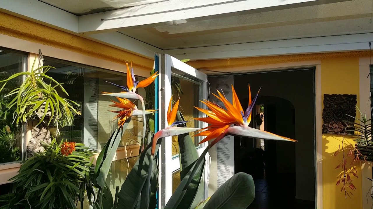 Strelitzia reginae