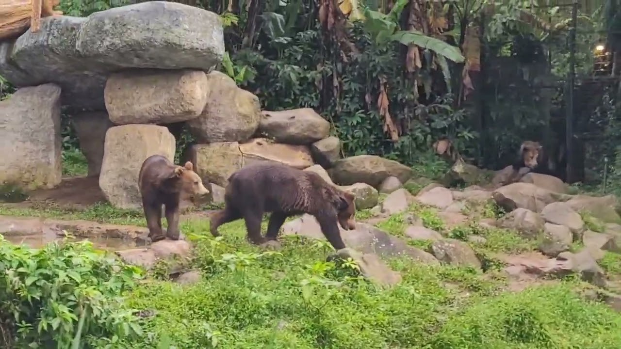 JALAN JALAN SORE DI TAMAN SAFARI #animals #subscribemychannel #tamansafari #fyp #subscribe 