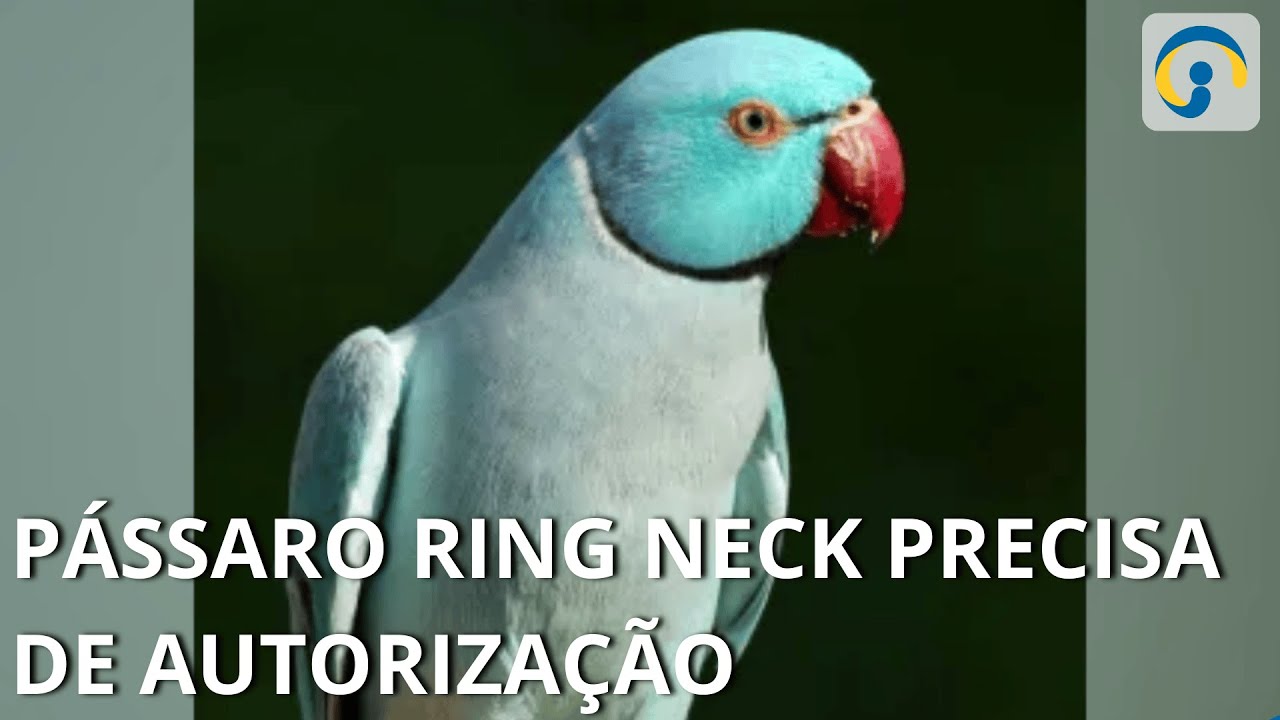 P&aacute;ssaro Ring Neck precisa de autoriza&ccedil;&atilde;o para cria&ccedil;&atilde;o.