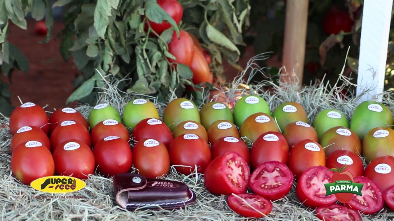 TOMATE SALADETE PARMA F1 - SUPERSEED