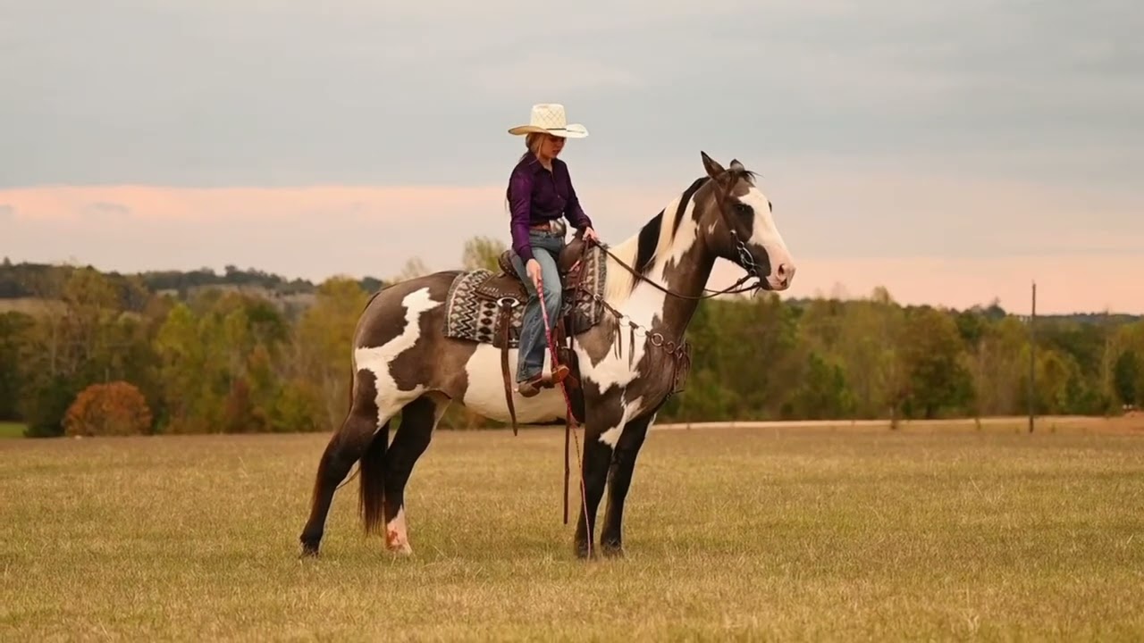 Zaddy will be up for grabs at Dixie horse sale, Troutman NC November 29th 😍😍