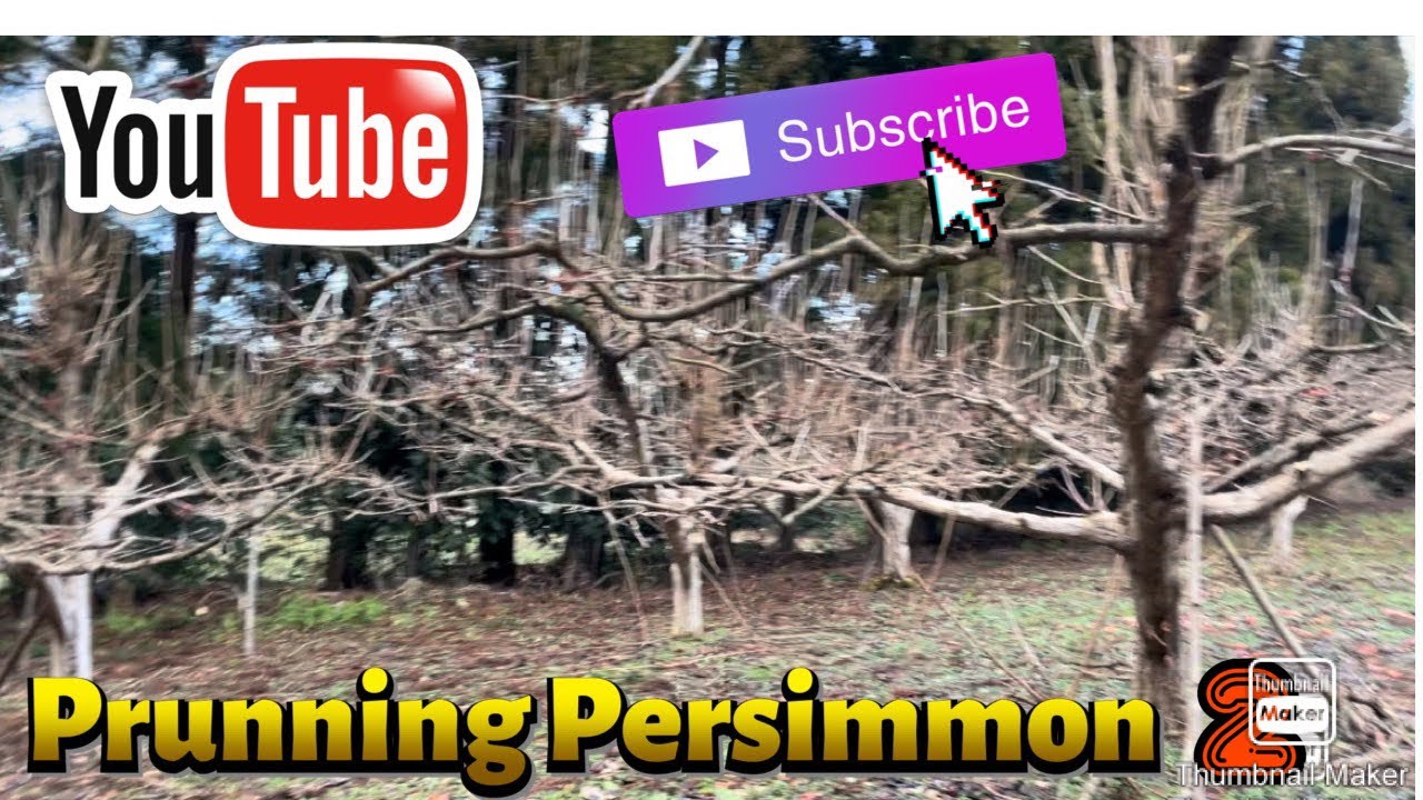 Prunning Persimmon (part 2)