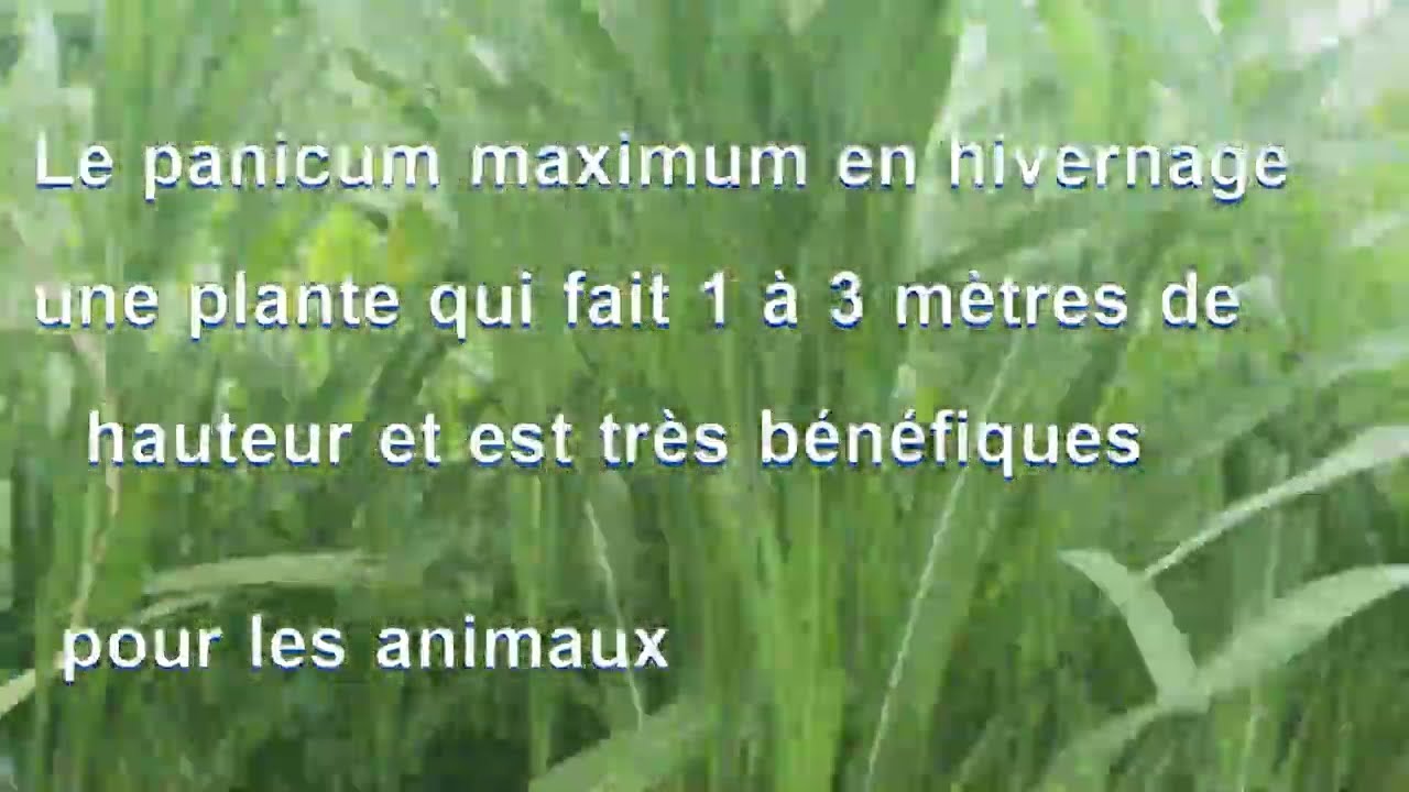FORMIDABLE REUSSITE DE L'HERBE A ELEPHANT ET DU PANICUM MAXIMUM A BAMAKO.