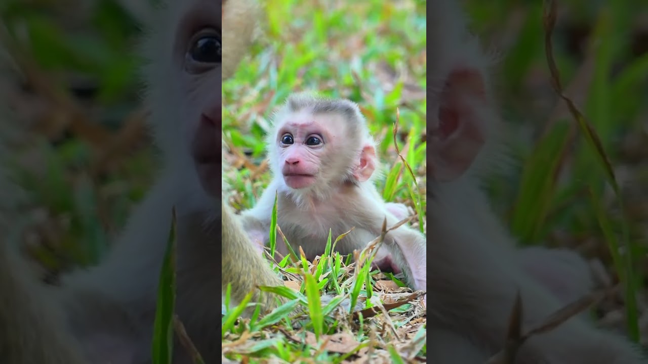 Libby try to train and teach new born baby monkey Levy #monkeys #baby #shorts