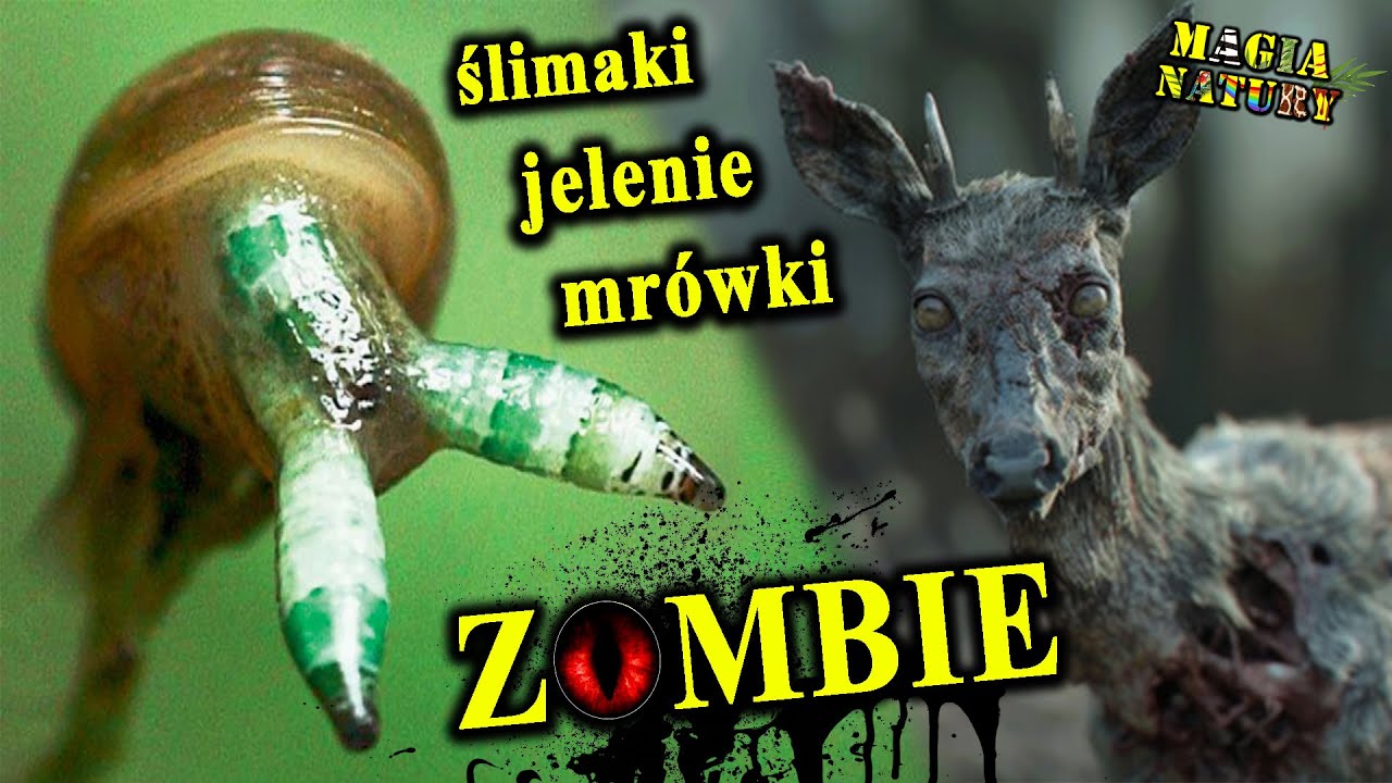 ZOMBIE - Ślimaki, Jelenie, Mrówki - Bezwzględne Strategie Wyzysku