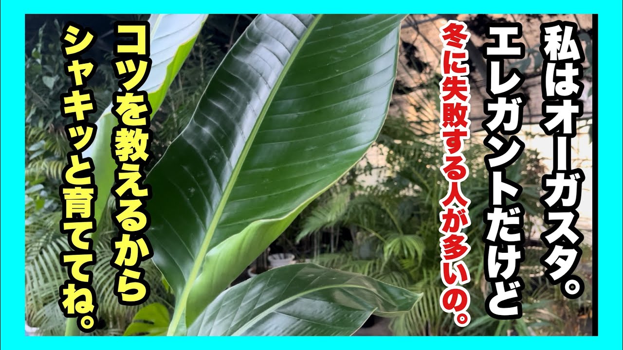 冬のオーガスタ失敗する人の原因はコレ！しっかりポイント押さえればエレガントに育ちます