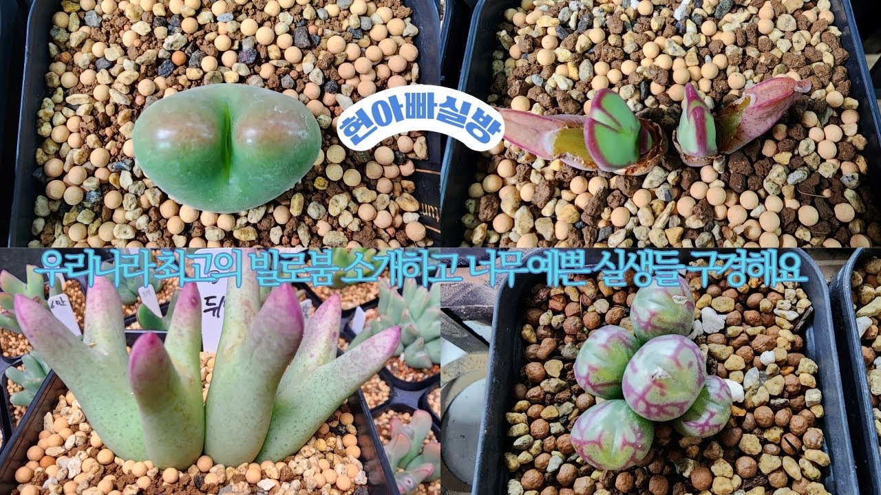 26년 2월05일 오전9시 우리나라 최고의 아이들 구경 오셔요  @@@ 추위에 관리 잘 하셔요 살균/살충 철저
