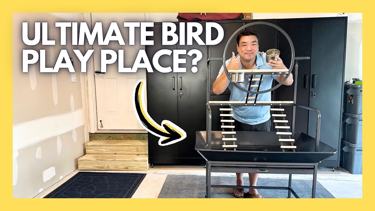 Is This the Best Bird Playstand? 66