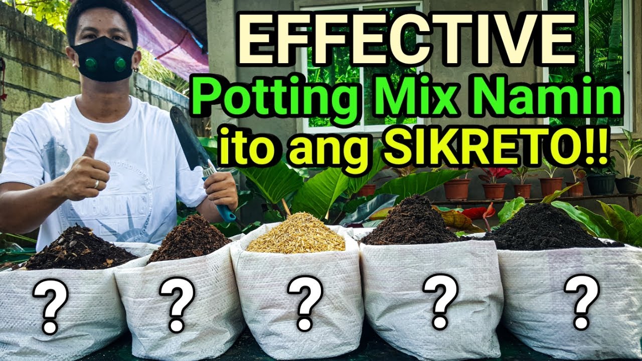 EFFECTIVE POTTING MIX FOR PHILODENDRONS AND MORE | ALAMIN ANG SEKRETO plantzilla bhl