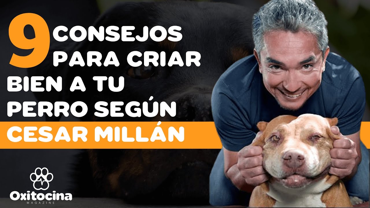 9 CONSEJOS PARA CRIAR BIEN A TU PERRO SEG&Uacute;N C&Eacute;SAR MILL&Aacute;N