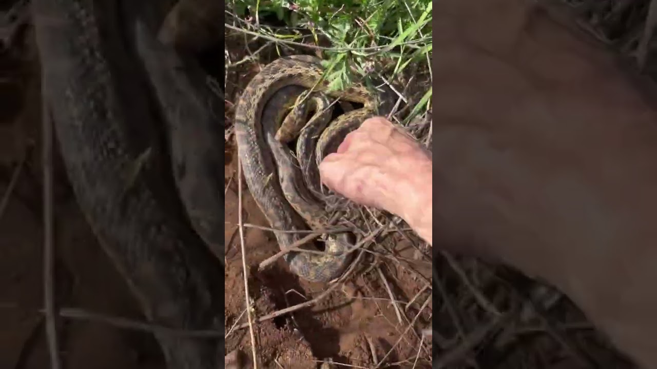 51 Adult San Diego Gopher Snake flipped recently #gopher #gophersnake #socal #snake #herp #herping #
