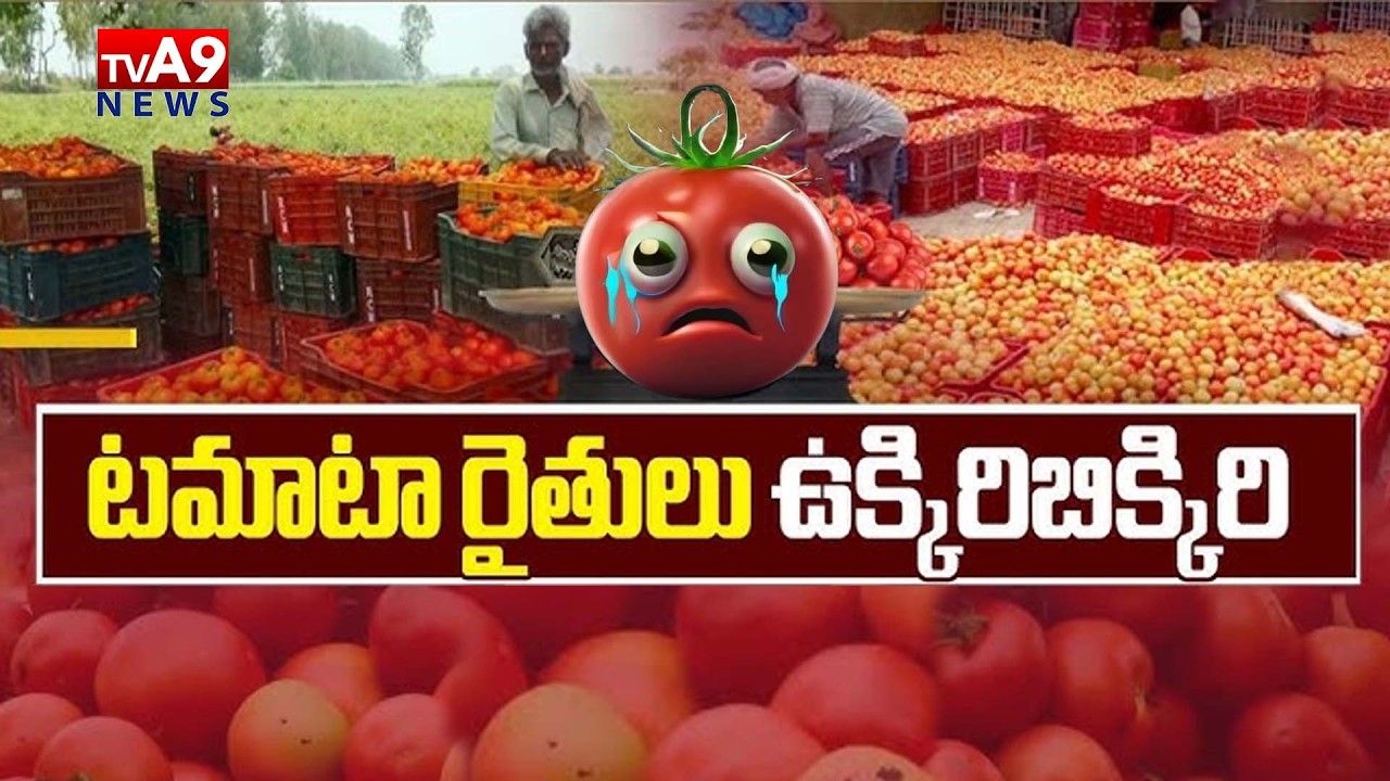 టమోటా రైతుల కన్నీళ్లు || Kurnool Farmers Suffer Heavy Loss as Tomato Prices Fall | @TV A9 News