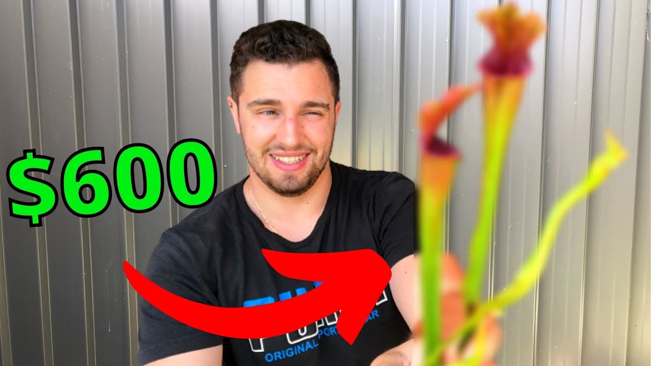 What $600 of Carnivorous Plants Looks Like - Venus Fly Trap