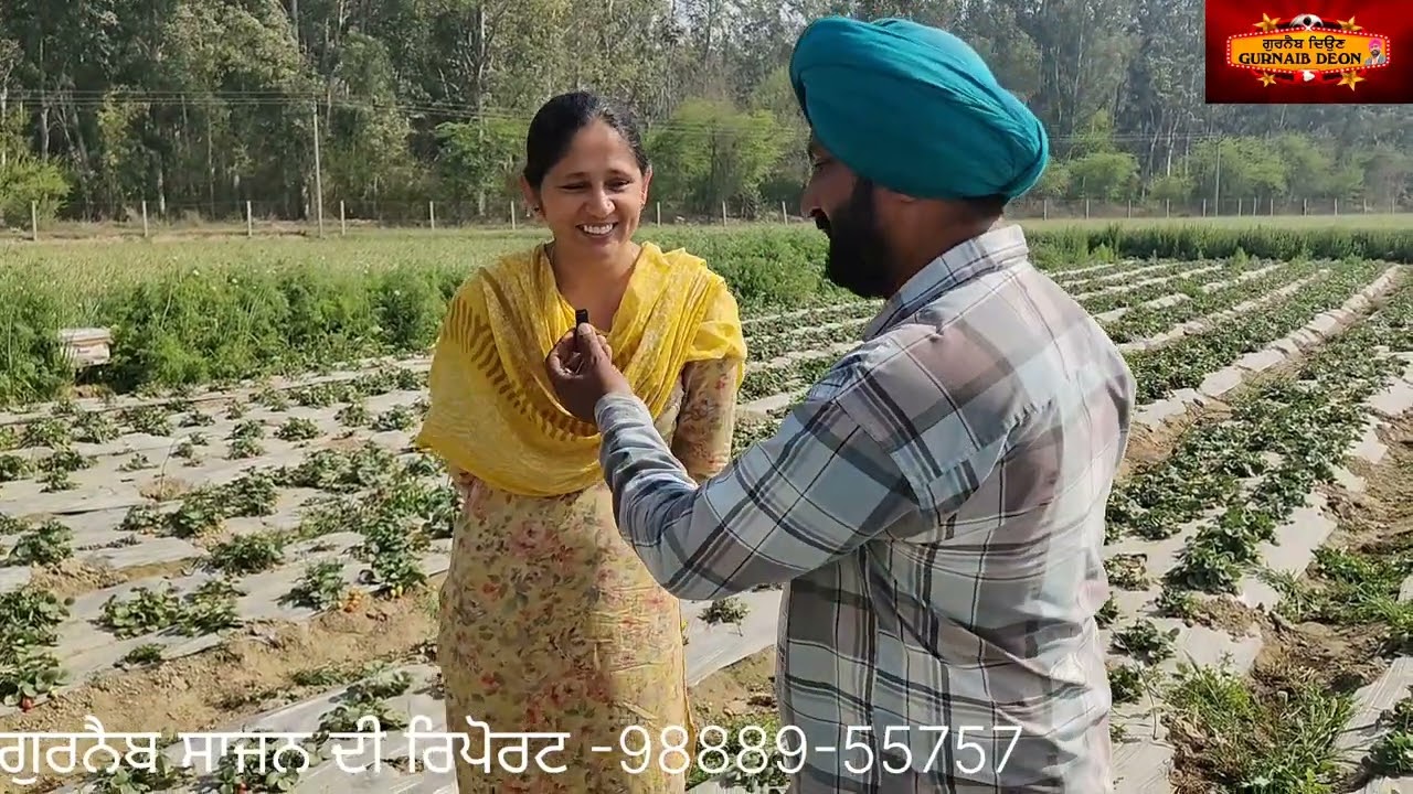 ਦਿਆਲਪੁਰਾ ਭਾਈਕਾ ਦੀ ਸਫ਼ਲ ਕਿਸਾਨ ਅਮਨਦੀਪ ਕੌਰ ਨੂੰ ਸਟਰਾਬੇਰੀ ਫਰੂਟ ਦੀ ਖੇਤੀ ਤੋਂ ਲੱਖਾਂ ਦਾ ਮੁਨਾਫਾ 