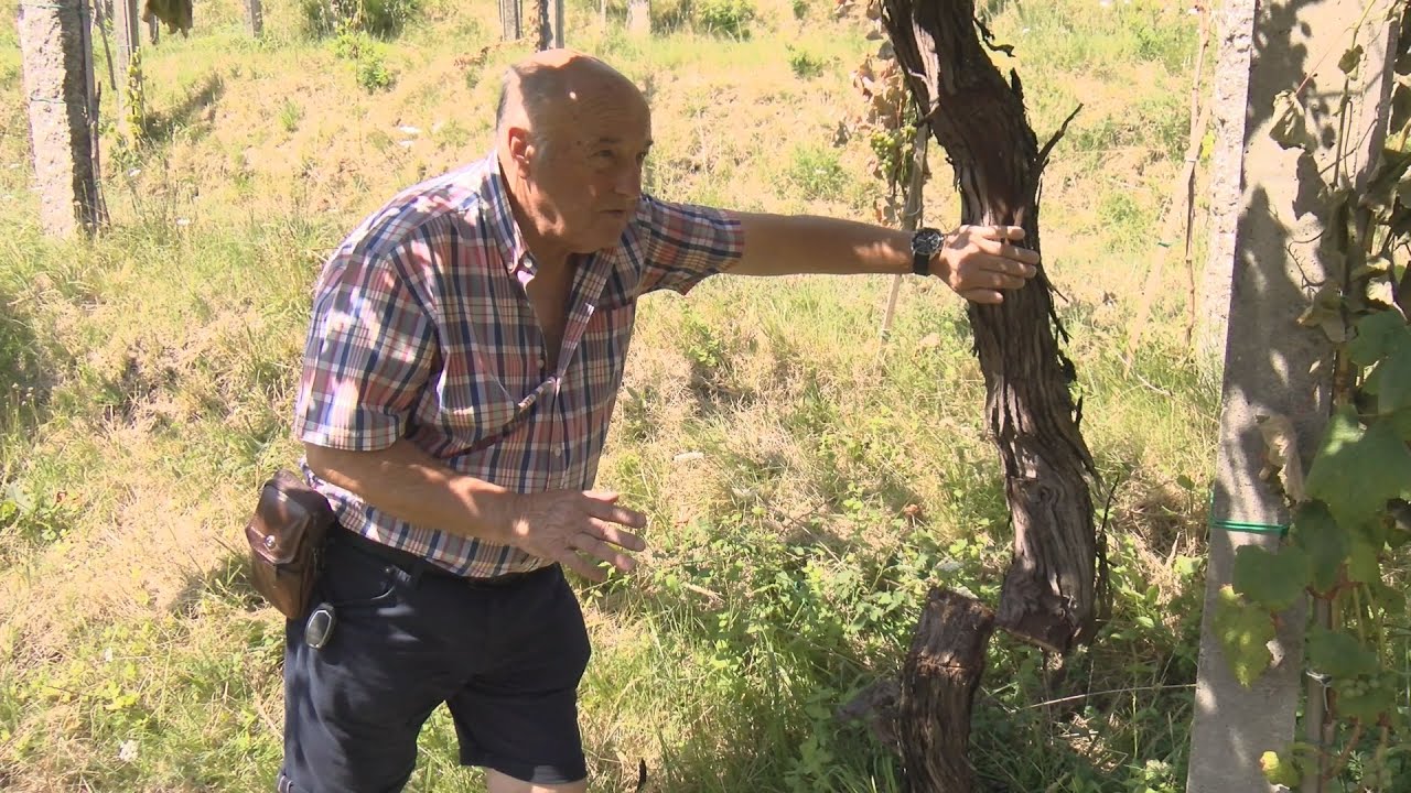 Cortan máis de 900 cepas de Viña Moraima e provócanlle perdas de máis de 100.000 euros