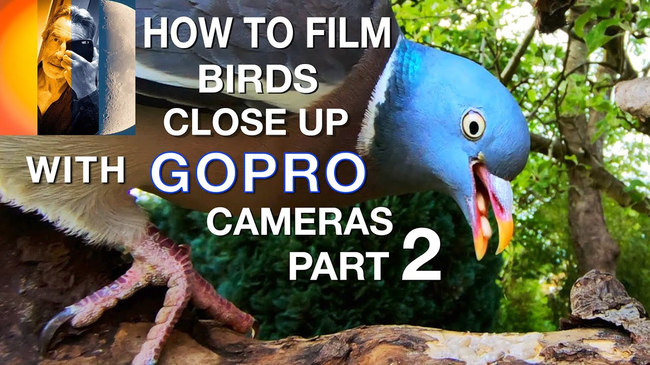 Как снимать птиц крупным планом с помощью камер GoPro и макрообъективов. Часть 2.