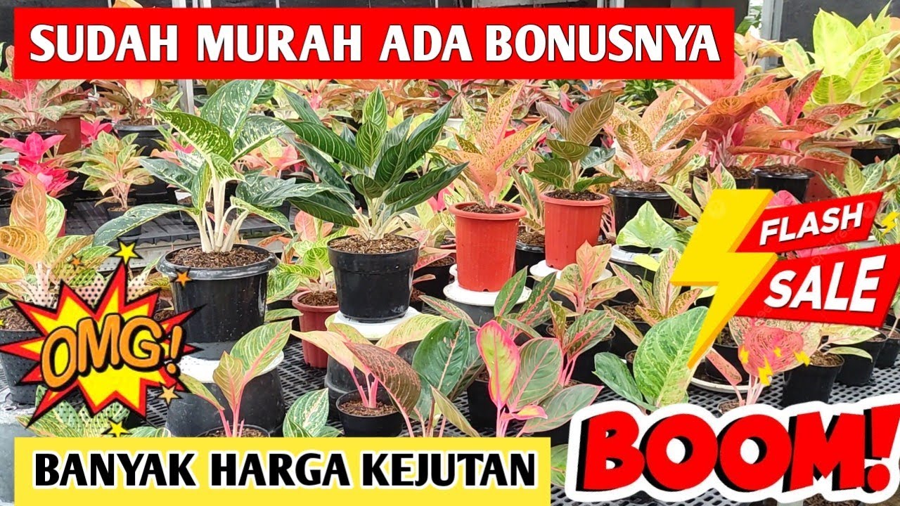 Sudah murah ada Bonusnya‼️ Banyak Aglaonema Harga Kejutan ~ 111