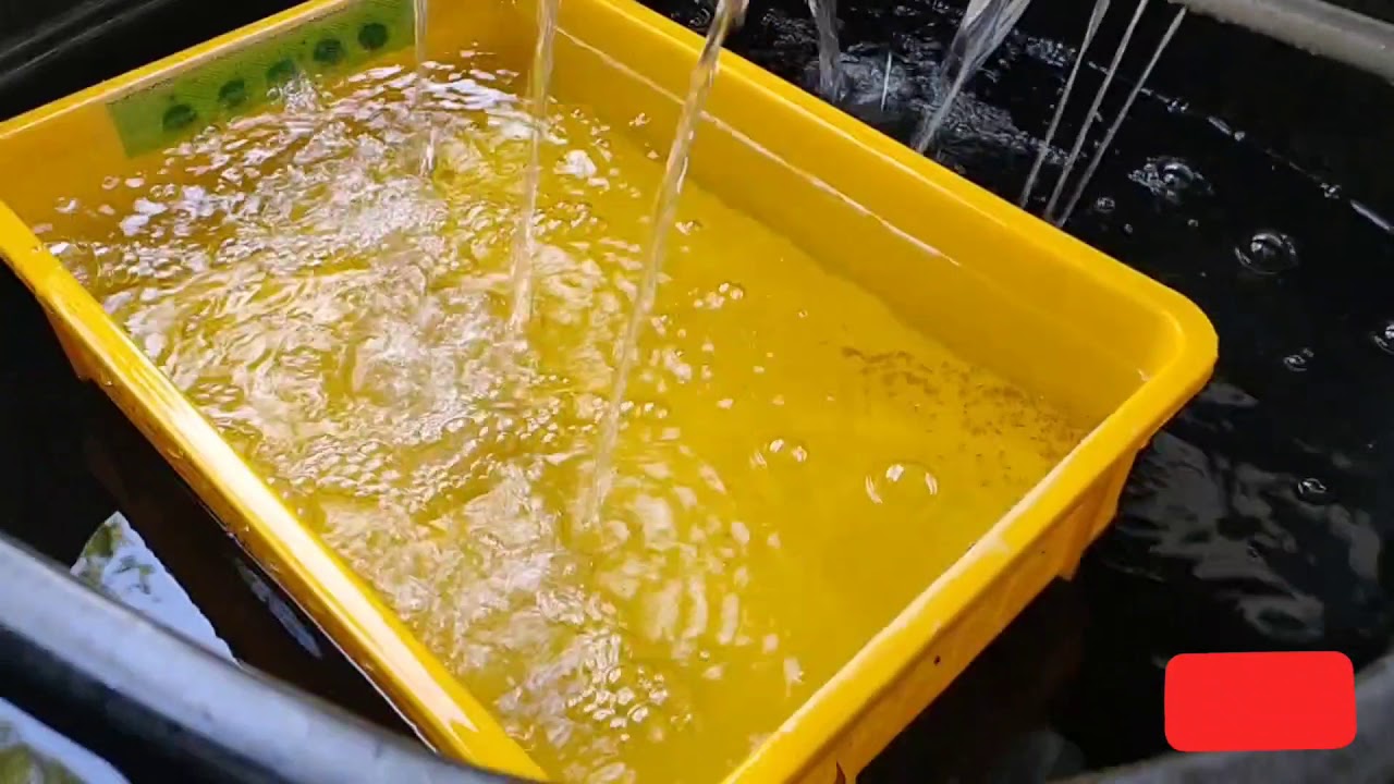 Sistem Inkubator Tilapia, tempat penetasan telur ikan tilapia (prototype)