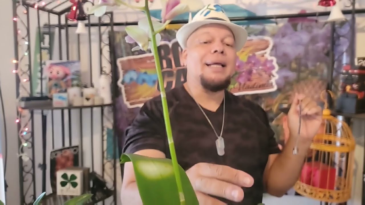 Boot Camp 0053: Dendrobiums y sus cuidados