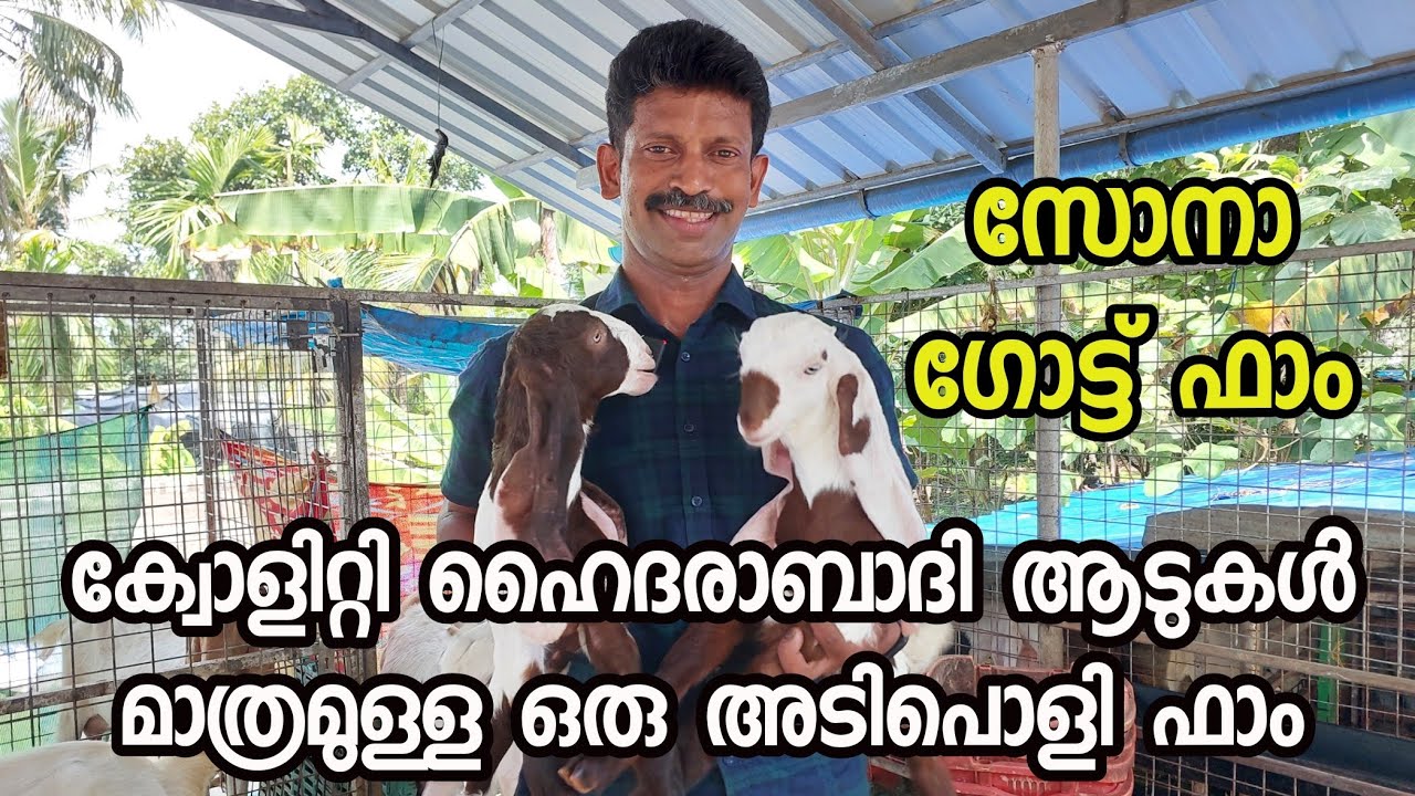 സോനാ ഗോട്ട് ഫാം|ക്വോളിറ്റി ഹൈദരാബാദി ആടുകൾ മാത്രമുള്ള ഒരു അടിപൊളി ഫാം|hyderabadi goat farm in Kerala