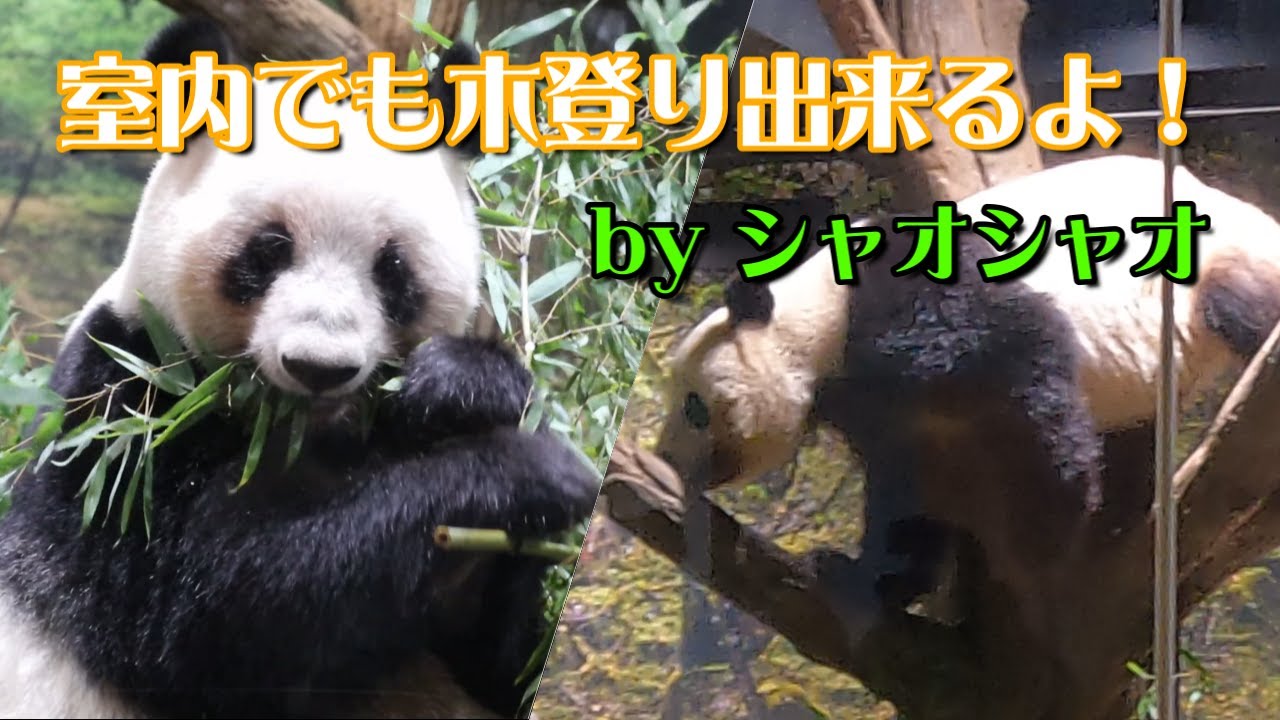 室内でも木登り出来るよ！🐼 ~上野動物園通信~