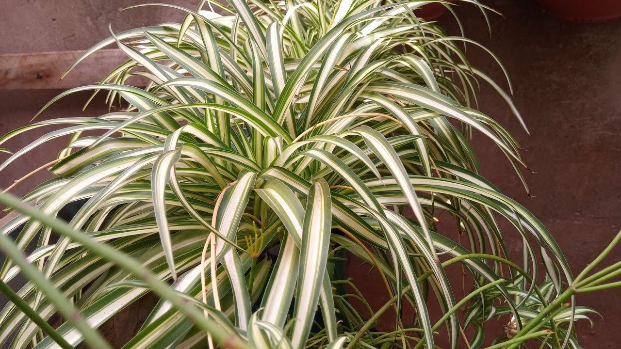 Clorofito - Planta de fácil cultivo e que enche o vaso rápido