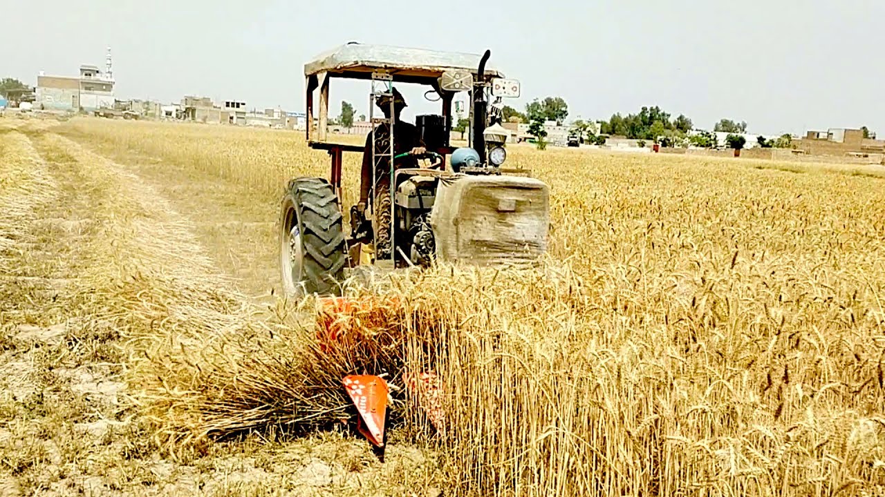 Gandum katnay wali machine Reaper Machine Se Gundam ki Katai Village life By Desi Culyure