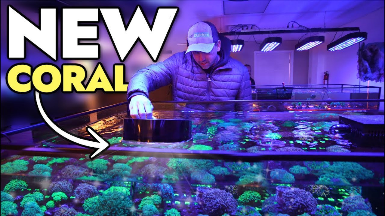 Buying NEW CORAL & Fish for My Saltwater Aquariums