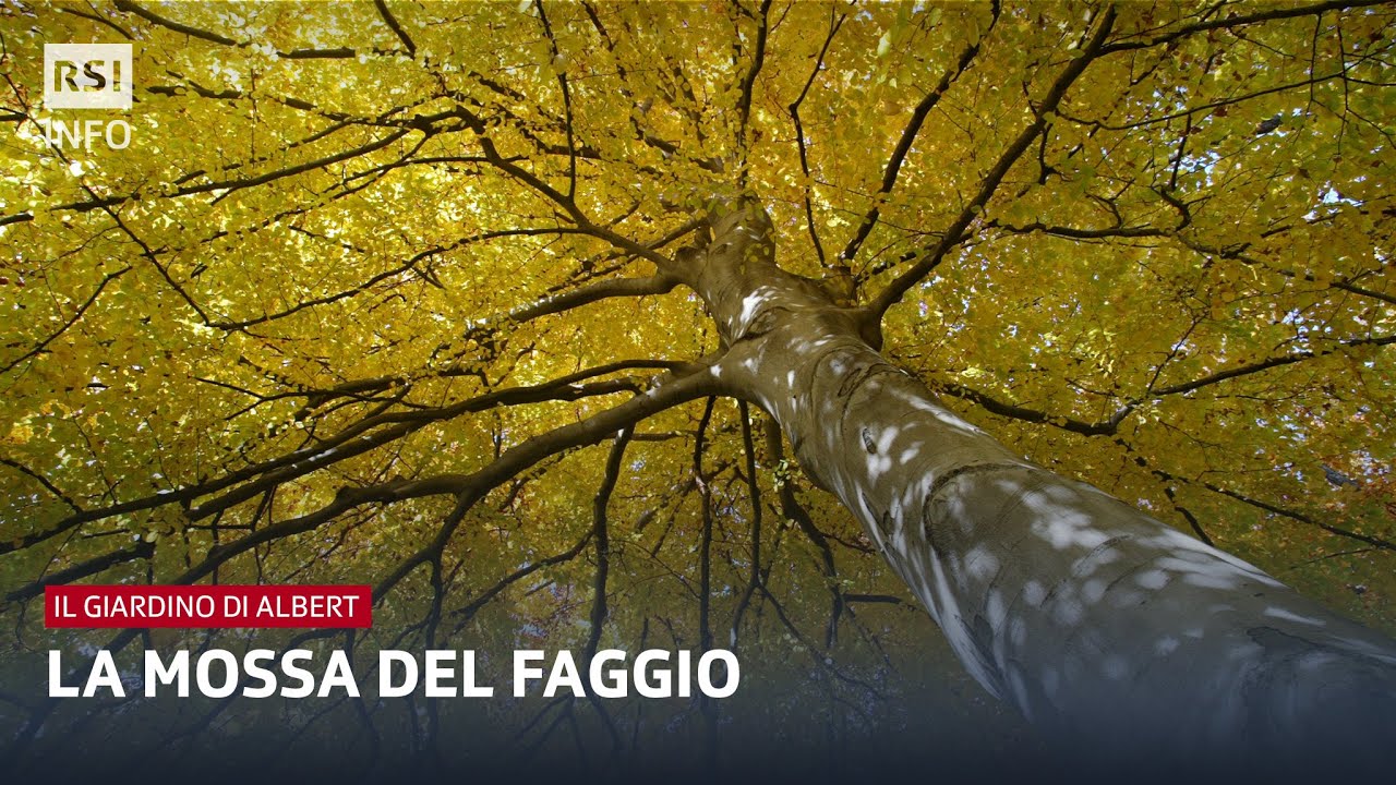 La mossa del faggio | Il Giardino di Albert | RSI Info