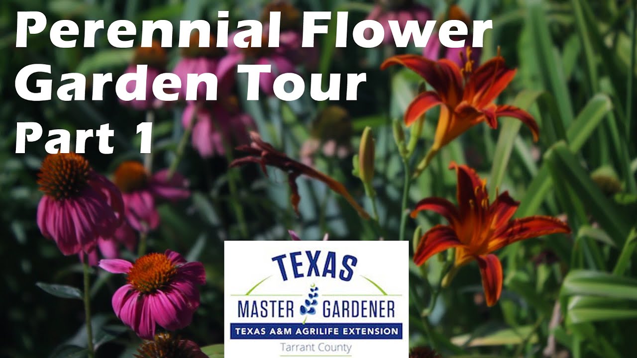 Perennial Flower Garden Walking Tour - Visit our Tarrant County Master Gardener Demonstration Garden