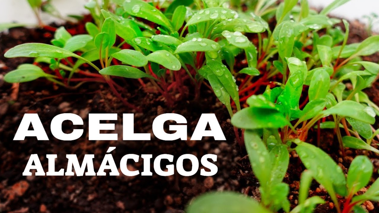 👉 Cómo Sembrar Acelga Orgánica en Casa