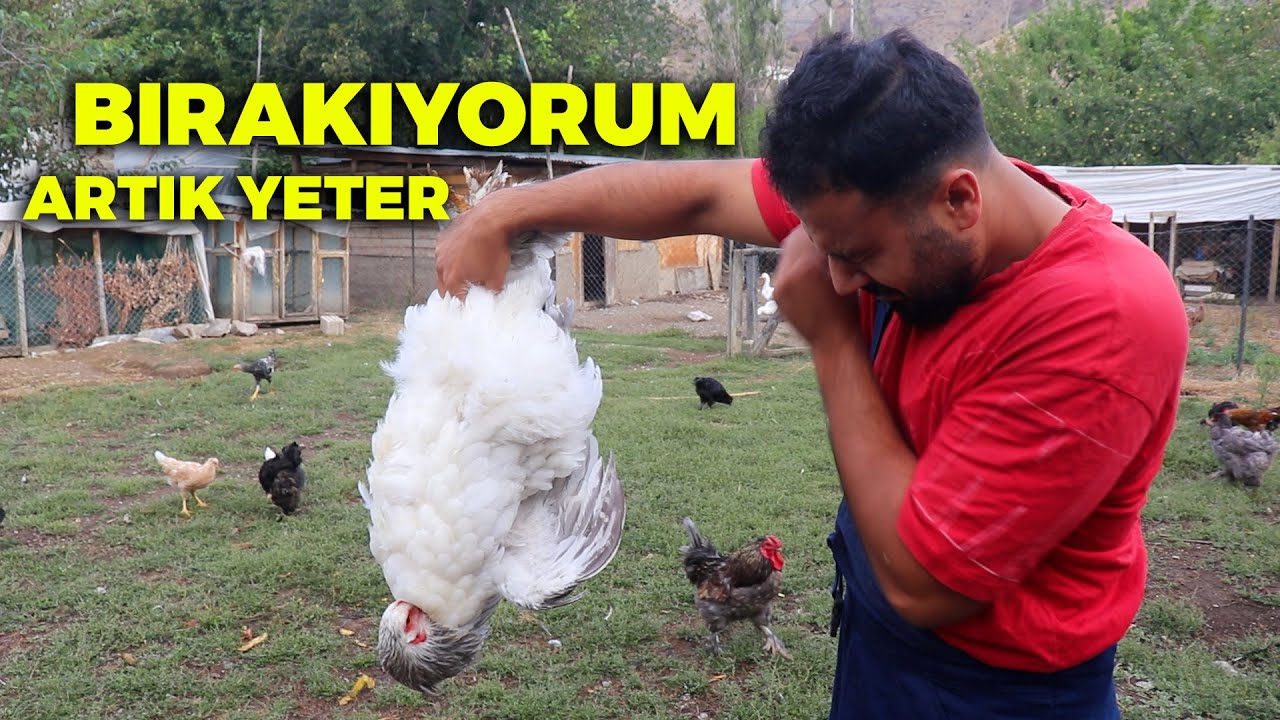 Bırakıyorum Yeter ARTIK ! - kümesi komple değişiyoruz - hediye civcivler - Dadaş'ları taşıdım